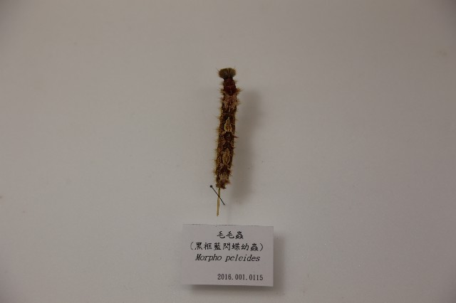 毛毛蟲 (黑框藍閃蝶幼蟲)的圖片