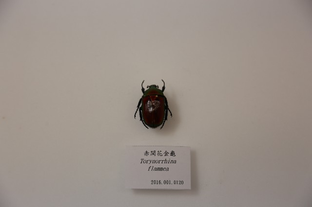 赤闊花金龜的圖片