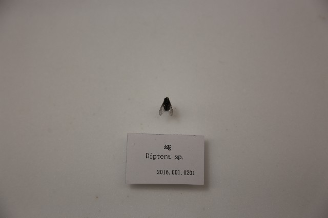 蠅的圖片