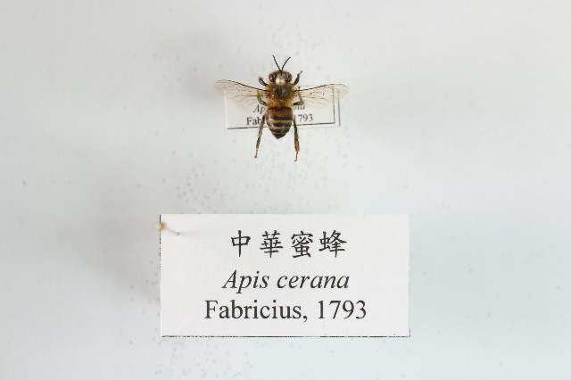 中華蜜蜂的圖片
