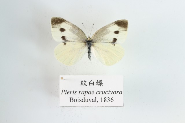紋白蝶的圖片
