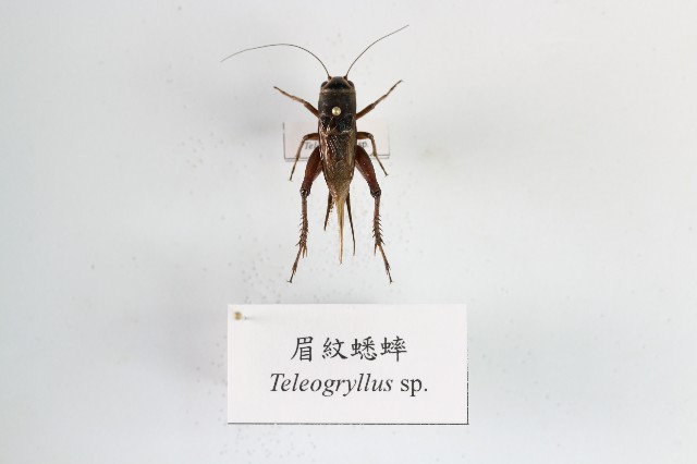 眉紋蟋蟀的圖片