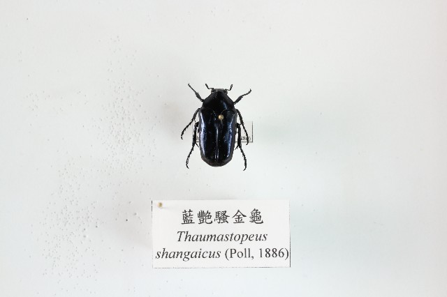 藍艷騷金龜的圖片