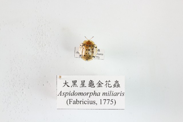 大黑星龜金花蟲的圖片