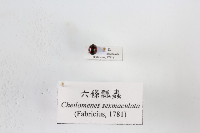 六條瓢蟲的圖片
