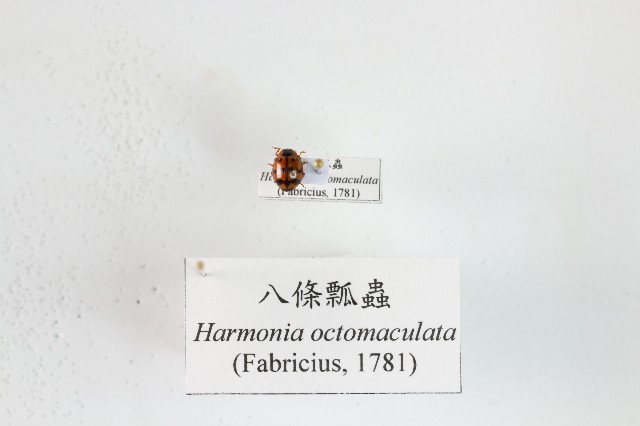 八條瓢蟲的圖片