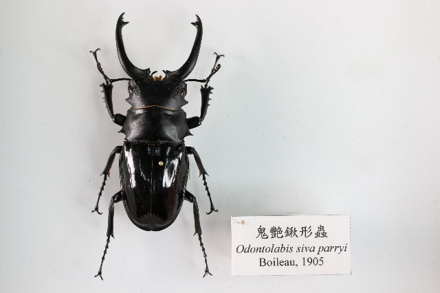 鬼艷鍬形蟲的圖片