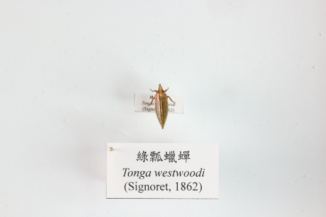 綠瓢蠟蟬的圖片