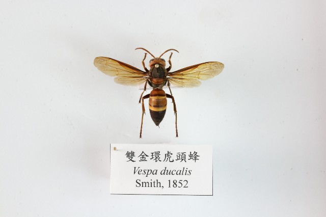 雙金環虎頭蜂的圖片