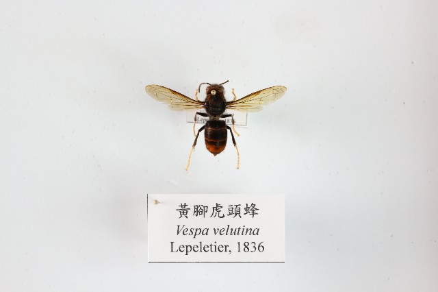 黃腳虎頭蜂的圖片