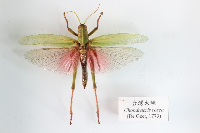 臺灣大蝗的圖片