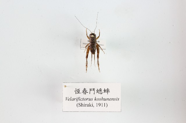 恆春鬥蟋蟀的圖片