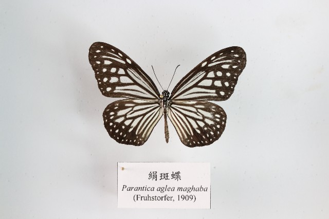 絹斑蝶的圖片