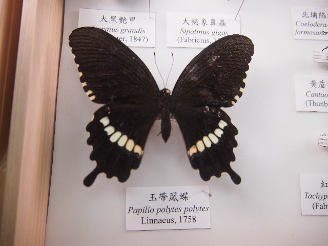 玉帶鳳蝶的圖片