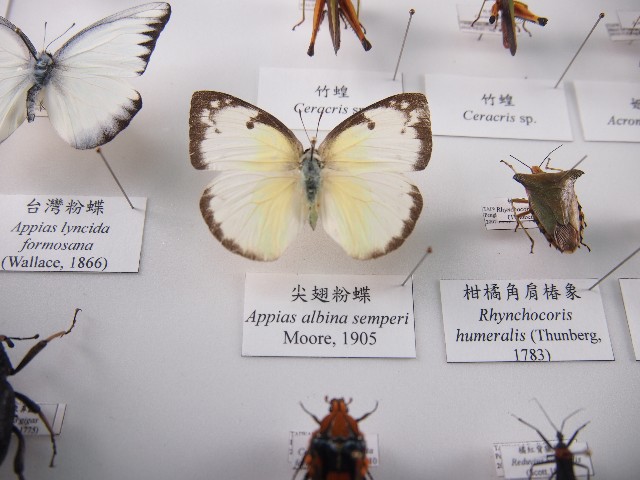 尖翅粉蝶的圖片