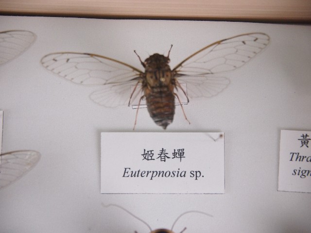 姬春蟬的圖片
