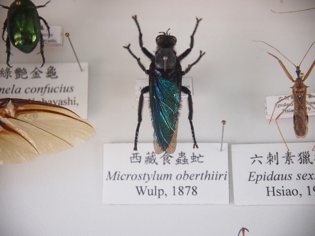 西藏食蟲虻的圖片