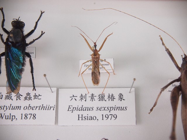 六刺素獵椿象的圖片