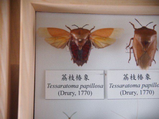 荔枝椿象的圖片