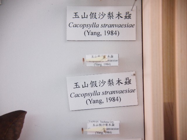 玉山假沙梨木蝨的圖片