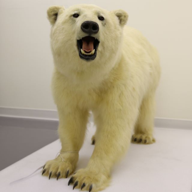 北極熊標本 的圖片