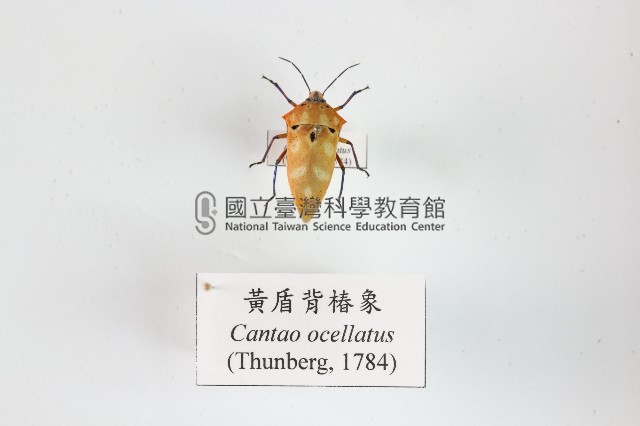 黃盾背椿象藏品圖，第1張