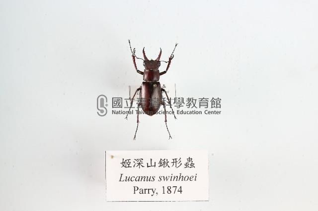 姬深山鍬形蟲藏品圖，第1張