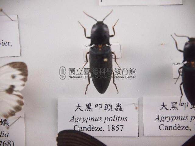 大黑叩頭蟲藏品圖，第1張