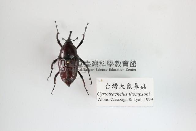 臺灣大象鼻蟲藏品圖，第1張