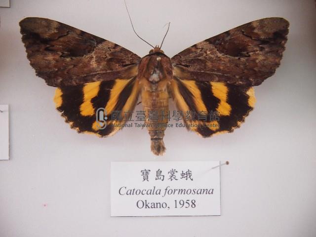 寶島裳蛾藏品圖，第1張