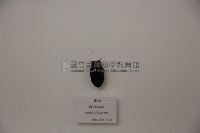 龍蝨藏品圖，第1張