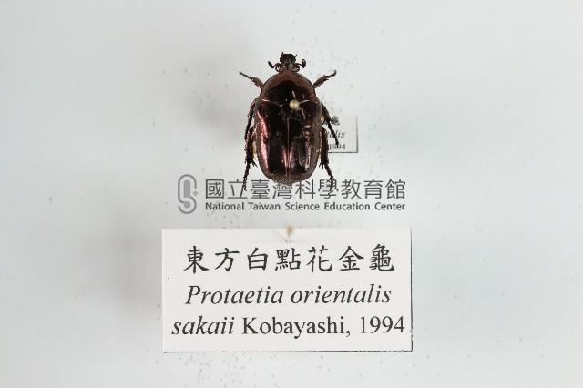 東方白點花金龜藏品圖，第1張