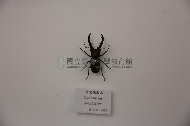 美它鍬形蟲藏品圖，第1張