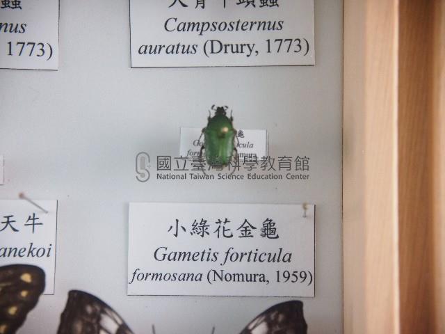 小綠花金龜藏品圖，第1張