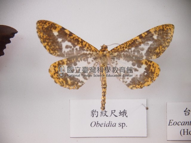 豹紋尺蛾藏品圖，第1張