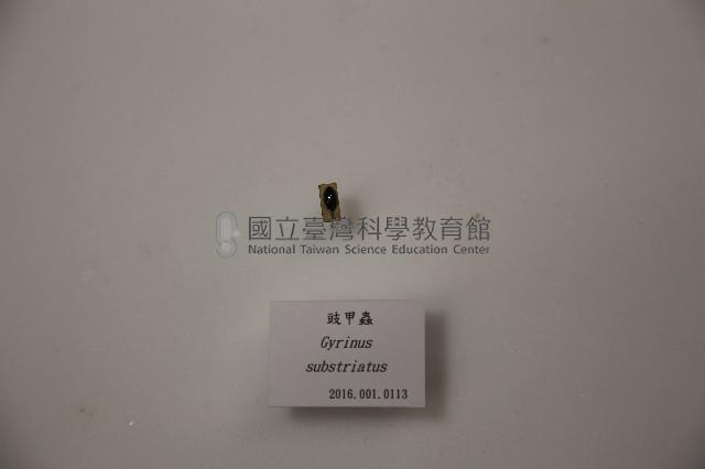 豉甲蟲藏品圖，第1張