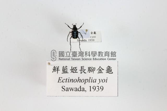 鮮藍姬長腳金龜藏品圖，第1張