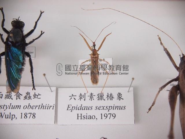 六刺素獵椿象藏品圖，第1張