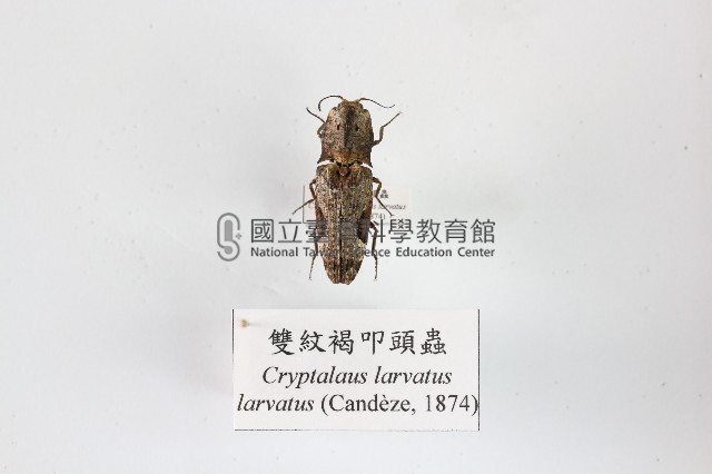 雙紋褐叩頭蟲藏品圖，第1張