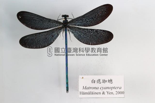 白痣珈蟌藏品圖，第1張