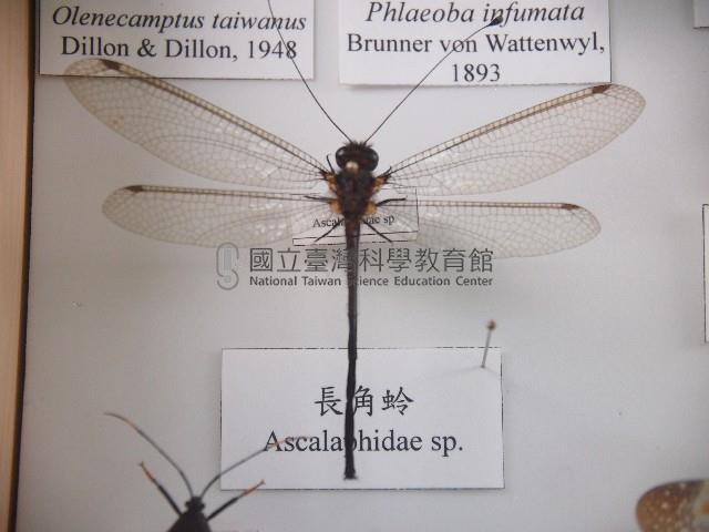 長角蛉藏品圖，第1張