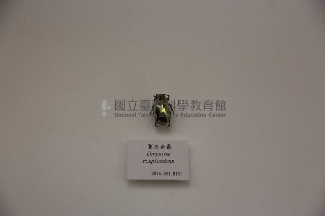 寶石金龜藏品圖，第1張