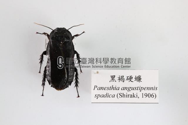 黑褐硬蠊藏品圖，第1張