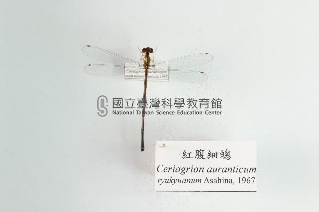 紅腹細蟌藏品圖，第1張