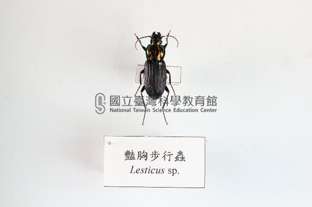 豔胸步行蟲藏品圖，第1張