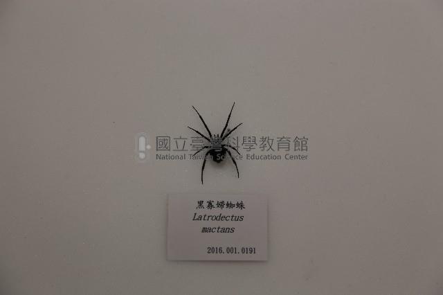 黑寡婦蜘蛛藏品圖，第1張