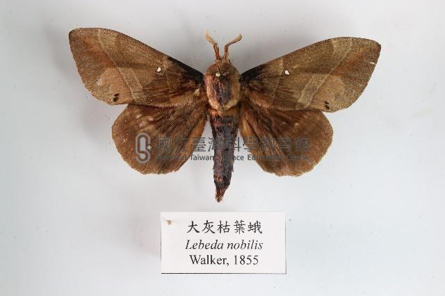 大灰枯葉蛾藏品圖，第1張