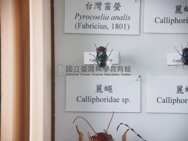 麗蠅藏品圖，第1張
