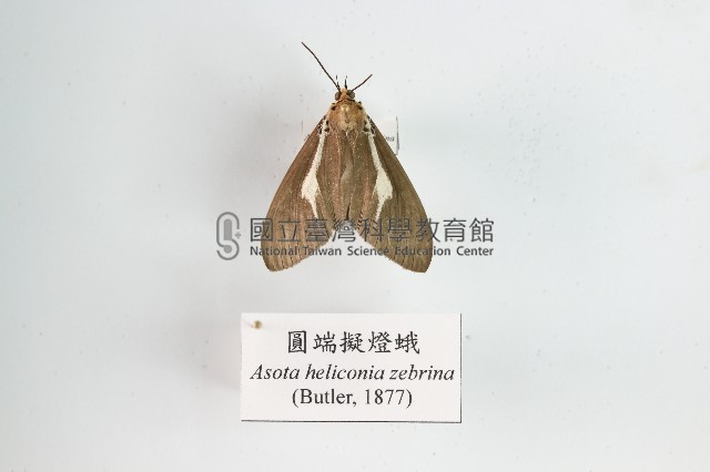 圓端擬燈蛾藏品圖，第1張