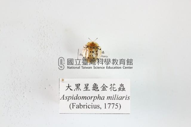 大黑星龜金花蟲藏品圖，第1張